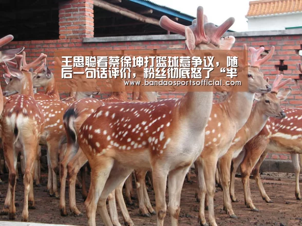 半岛体育官方网站