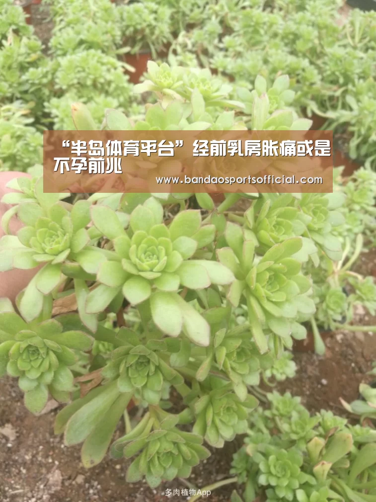“半岛体育平台”经前乳房胀痛或是不孕前兆(图1) 半岛体育平台